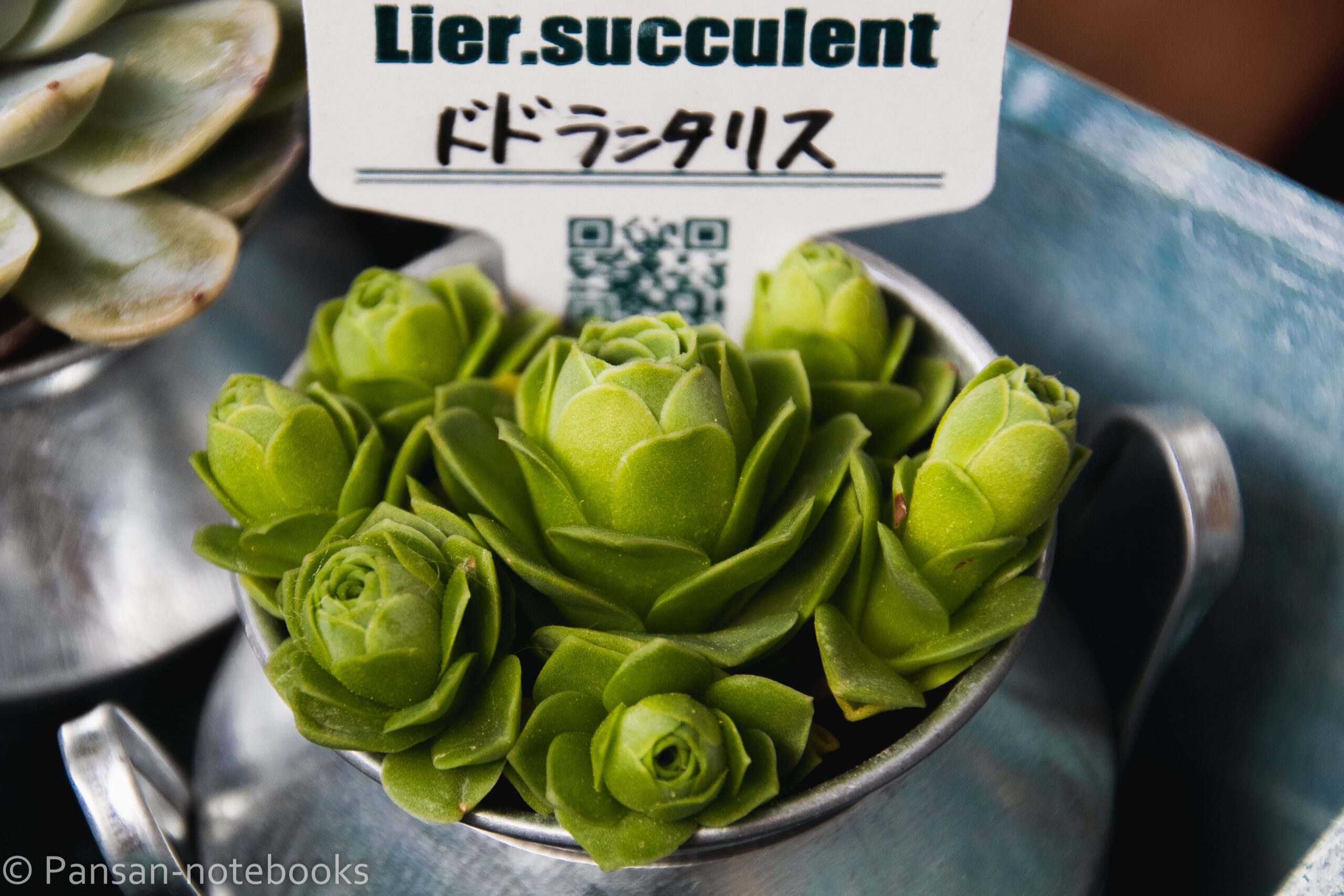 【多肉植物】リエール苗はどうなった？？3ヶ月経過！《アエオニウム属編》トドランタリス・マリドゥ・ハロウィン