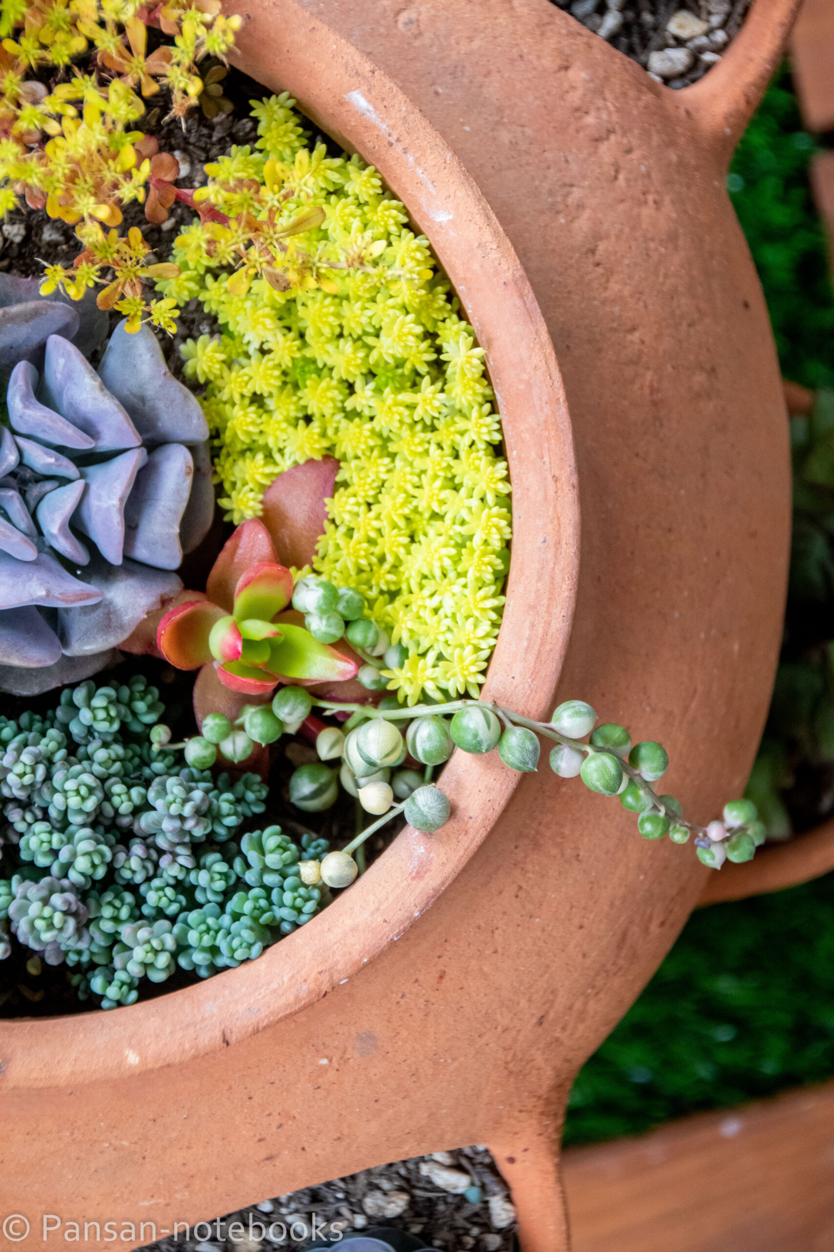 【多肉植物】ベランダの大きなプランターに”寄せ植え”したい。